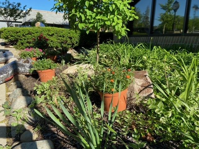 Plants pre-positioned on Planting Day 2022.